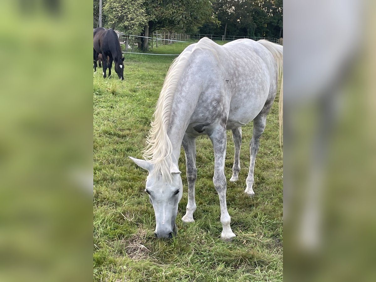 Vollblutaraber Stute 6 Jahre 148 cm Schimmel in Freiburg im BreisgauFReiburg