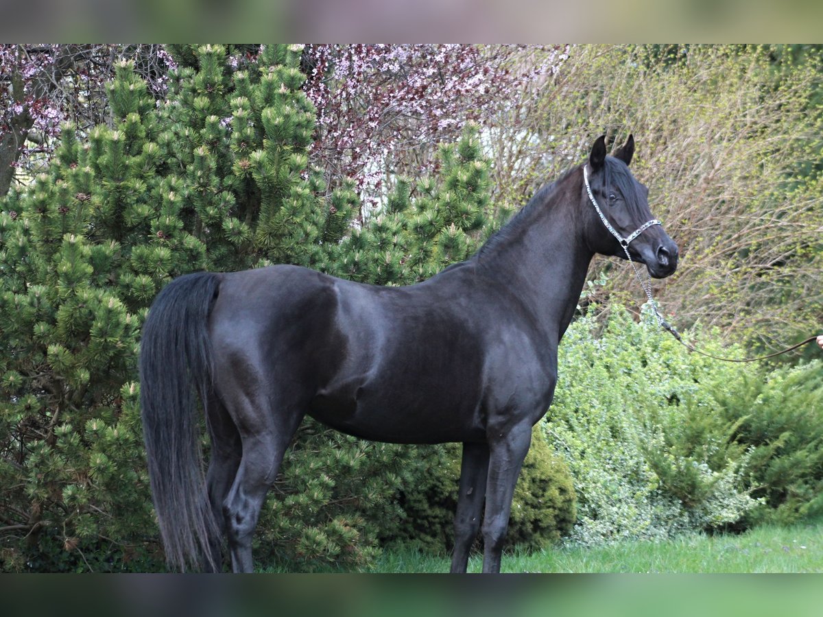 Vollblutaraber Stute 6 Jahre 150 cm Rappe in Santok