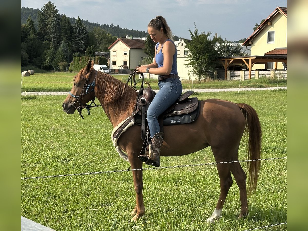 Vollblutaraber Stute 6 Jahre 151 cm Fuchs in Bad Erlach