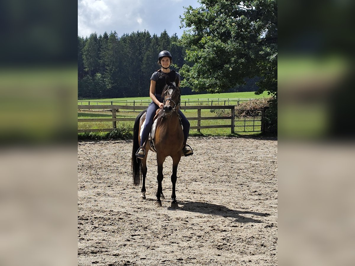 Vollblutaraber Stute 6 Jahre 152 cm Brauner in Stra&#xDF;berg