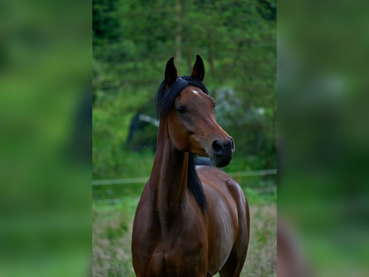 Vollblutaraber Stute 6 Jahre 153 cm Dunkelbrauner in Reichshof