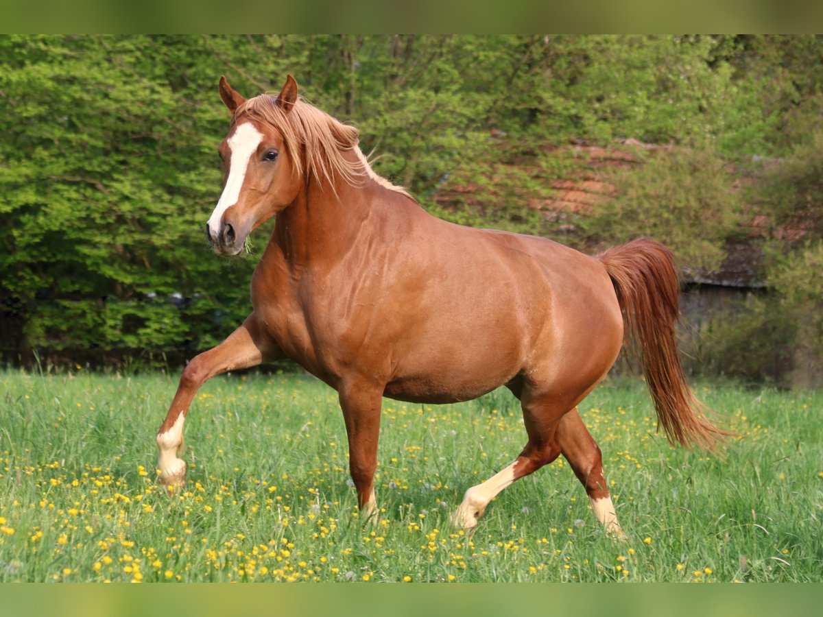 Vollblutaraber Stute 6 Jahre 154 cm Fuchs in Ursensollen