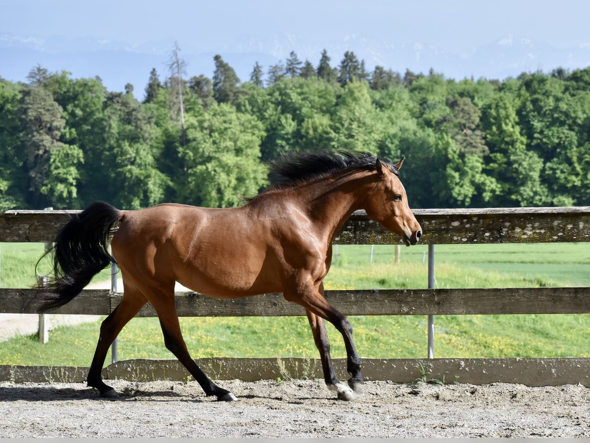 Vollblutaraber Stute 7 Jahre 155 cm Brauner in Jeuss