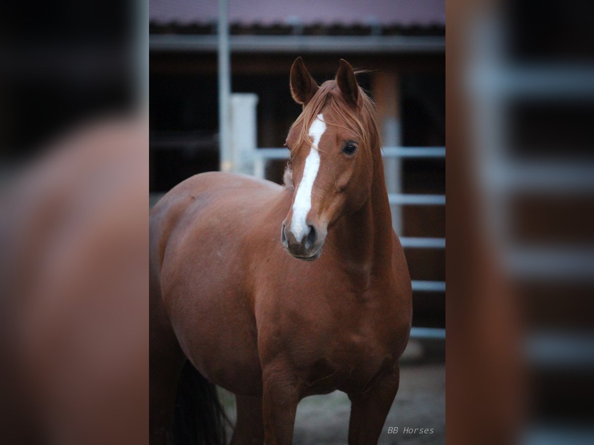 Vollblutaraber Stute 7 Jahre 156 cm Fuchs in Pastetten