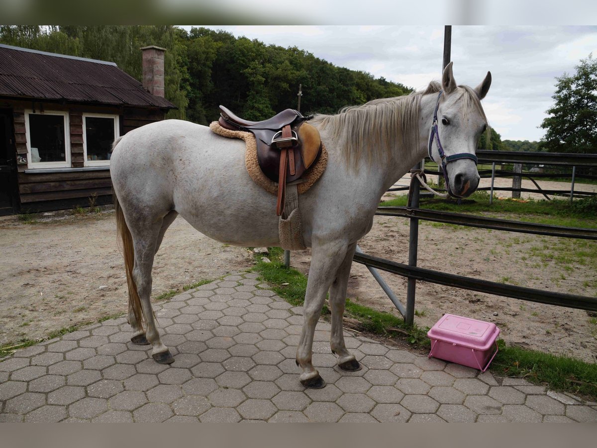 Vollblutaraber Stute 8 Jahre 149 cm Schimmel in Hattingen