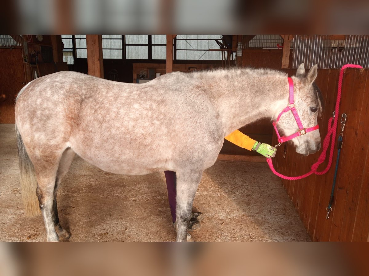 Vollblutaraber Stute 9 Jahre 150 cm Apfelschimmel in Parsberg