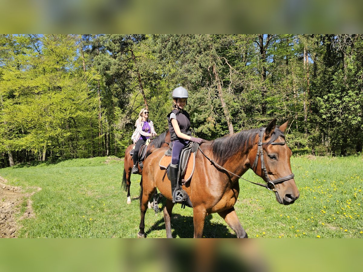 Vollblutaraber Mix Wallach 10 Jahre 160 cm Hellbrauner in Takern II