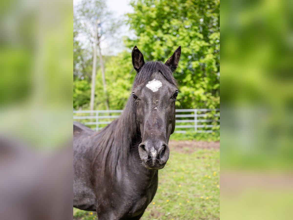 Vollblutaraber Wallach 11 Jahre 145 cm Rappe in Corcelles BE