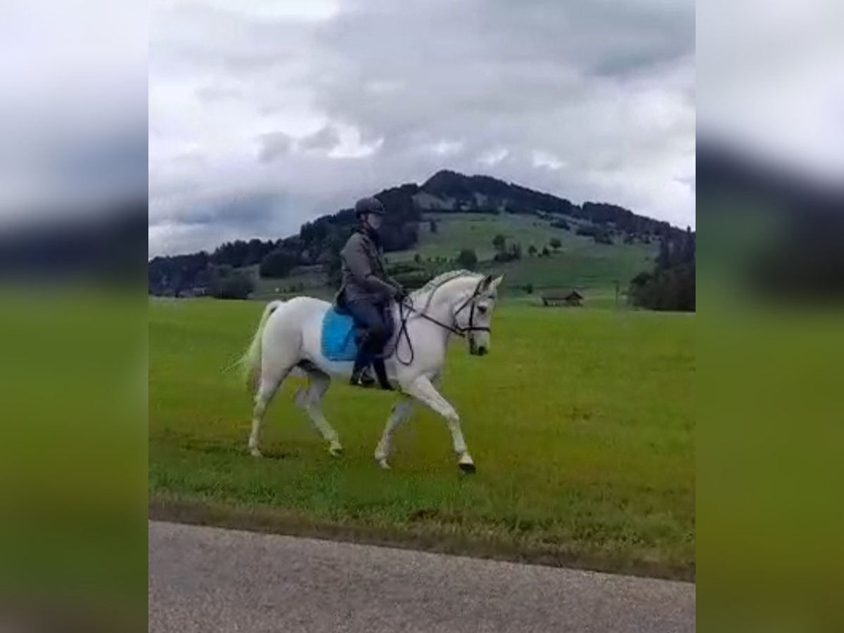 Vollblutaraber Mix Wallach 12 Jahre 150 cm Schimmel in Rettenberg