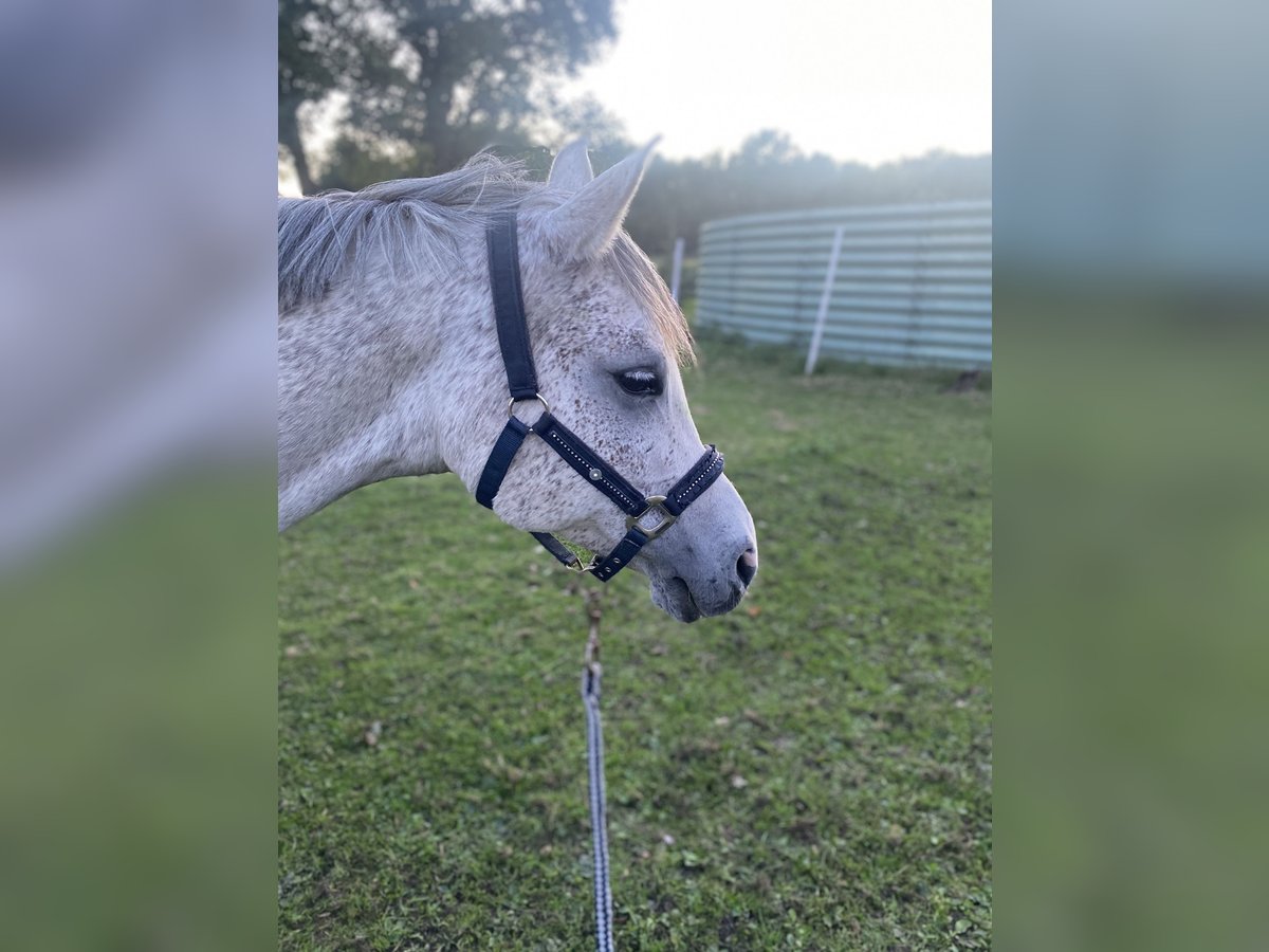 Vollblutaraber Wallach 12 Jahre 158 cm Fliegenschimmel in Papenburg