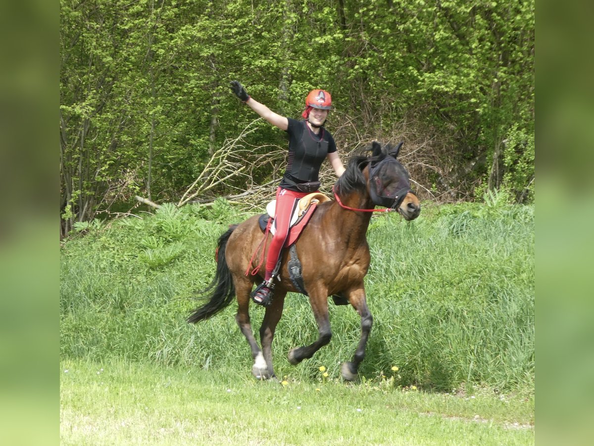 Vollblutaraber Wallach 13 Jahre 152 cm Brauner in Saal an der Donau