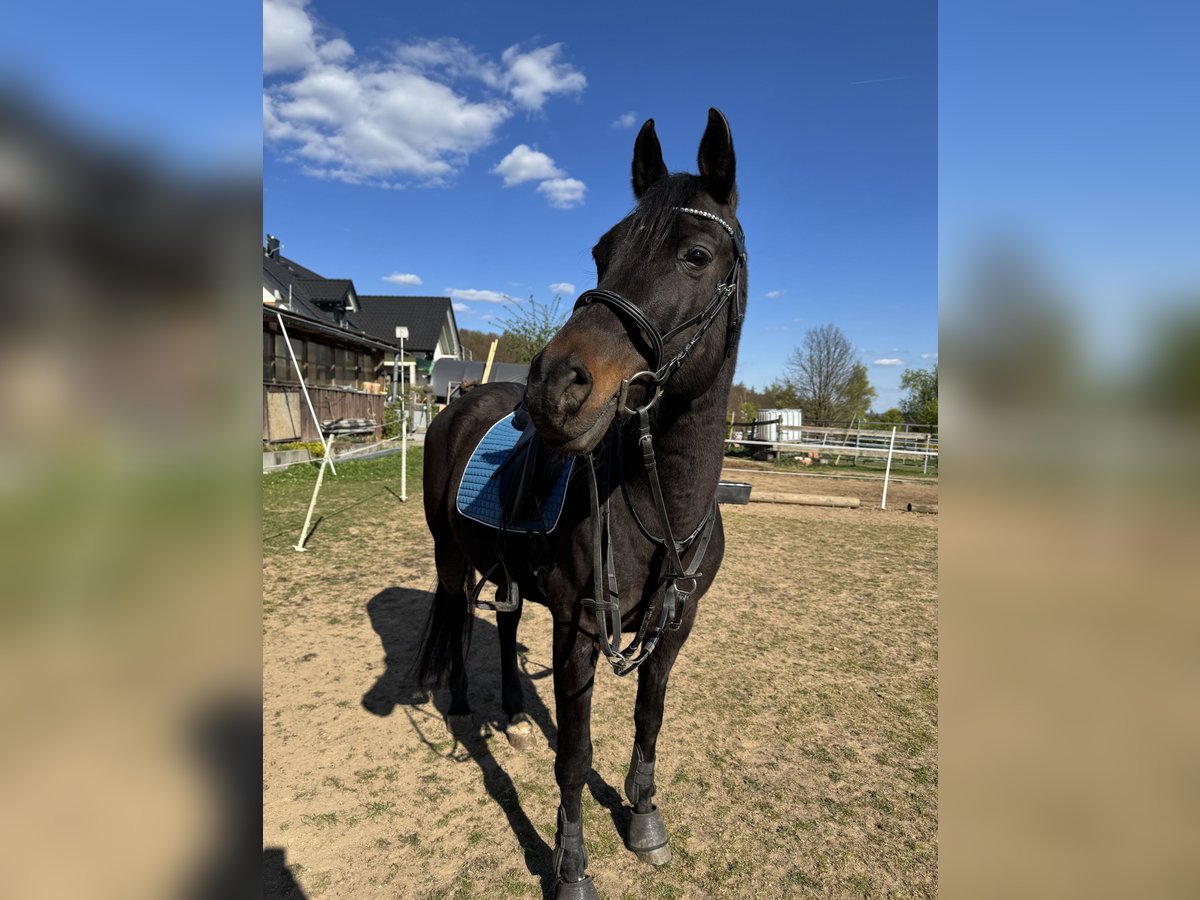 Vollblutaraber Wallach 14 Jahre 153 cm Dunkelbrauner in Johannesberg