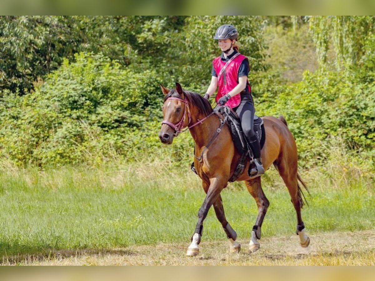 Vollblutaraber Wallach 14 Jahre 162 cm Brauner in Hofheim am Taunus