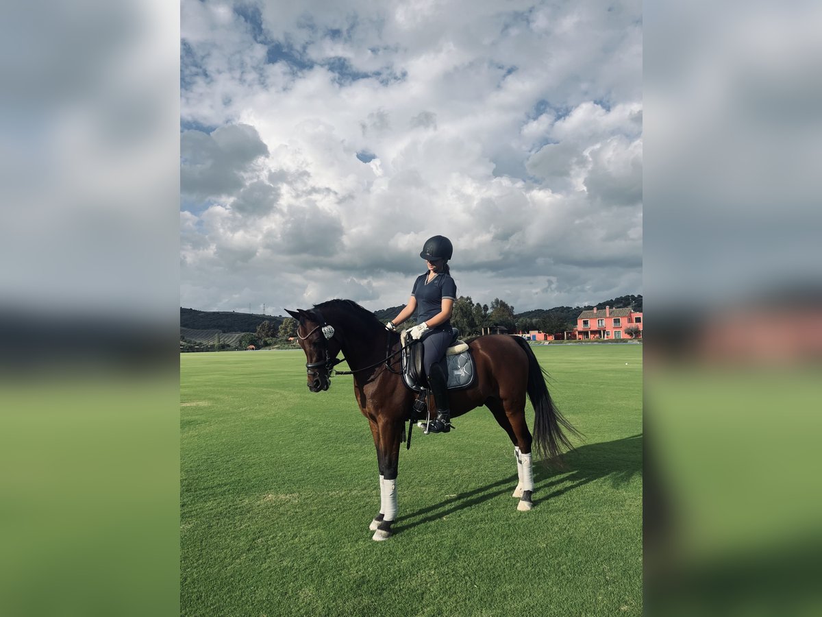 Vollblutaraber Mix Wallach 15 Jahre 144 cm Brauner in San Roque, C&#xE1;diz, Andaluc&#xED;a