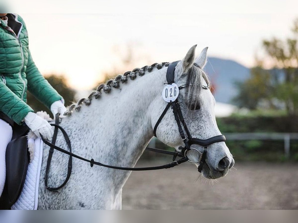 Vollblutaraber Wallach 15 Jahre 148 cm Apfelschimmel in Waldbronn