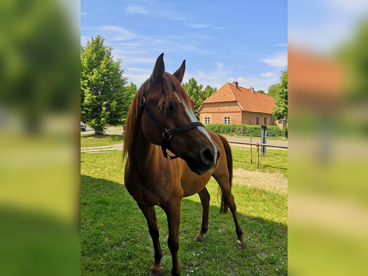 Vollblutaraber Wallach 16 Jahre 153 cm Fuchs in S&#xFC;derholz