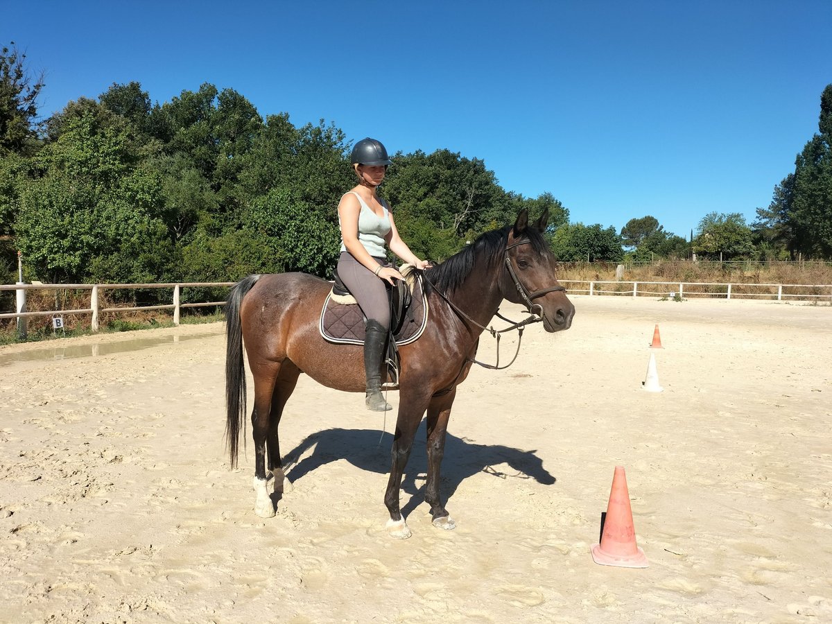 Vollblutaraber Wallach 16 Jahre 157 cm Schwarzbrauner in Le Val Vollblutaraber Wallach 16 Jahre 157 cm Schwarzbrauner in Le Val