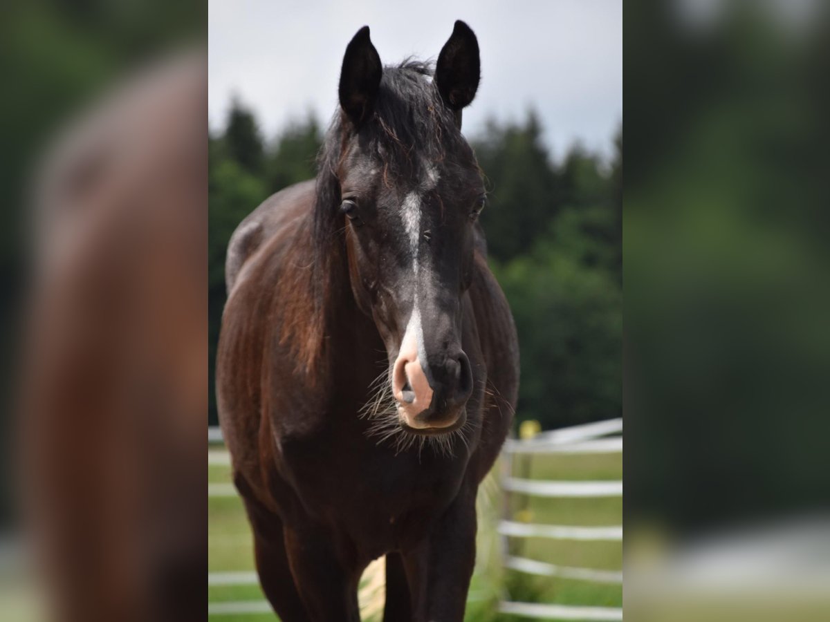 Vollblutaraber Wallach 1 Jahr 160 cm Rappe in Peißenberg