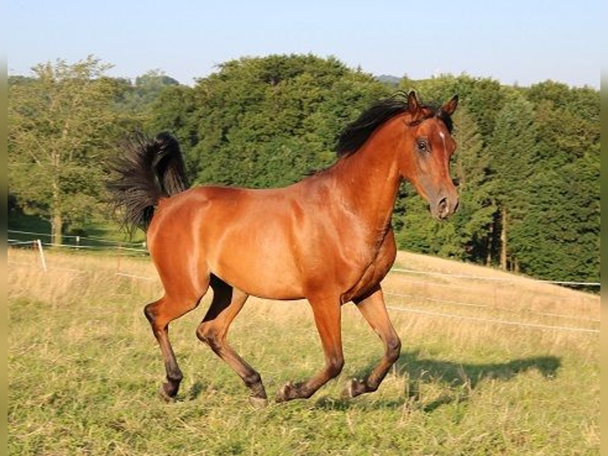Vollblutaraber Wallach 2 Jahre 157 cm Brauner in Freiamt