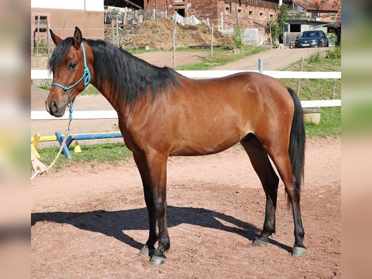 Vollblutaraber Wallach 2 Jahre 157 cm Brauner in Freiamt