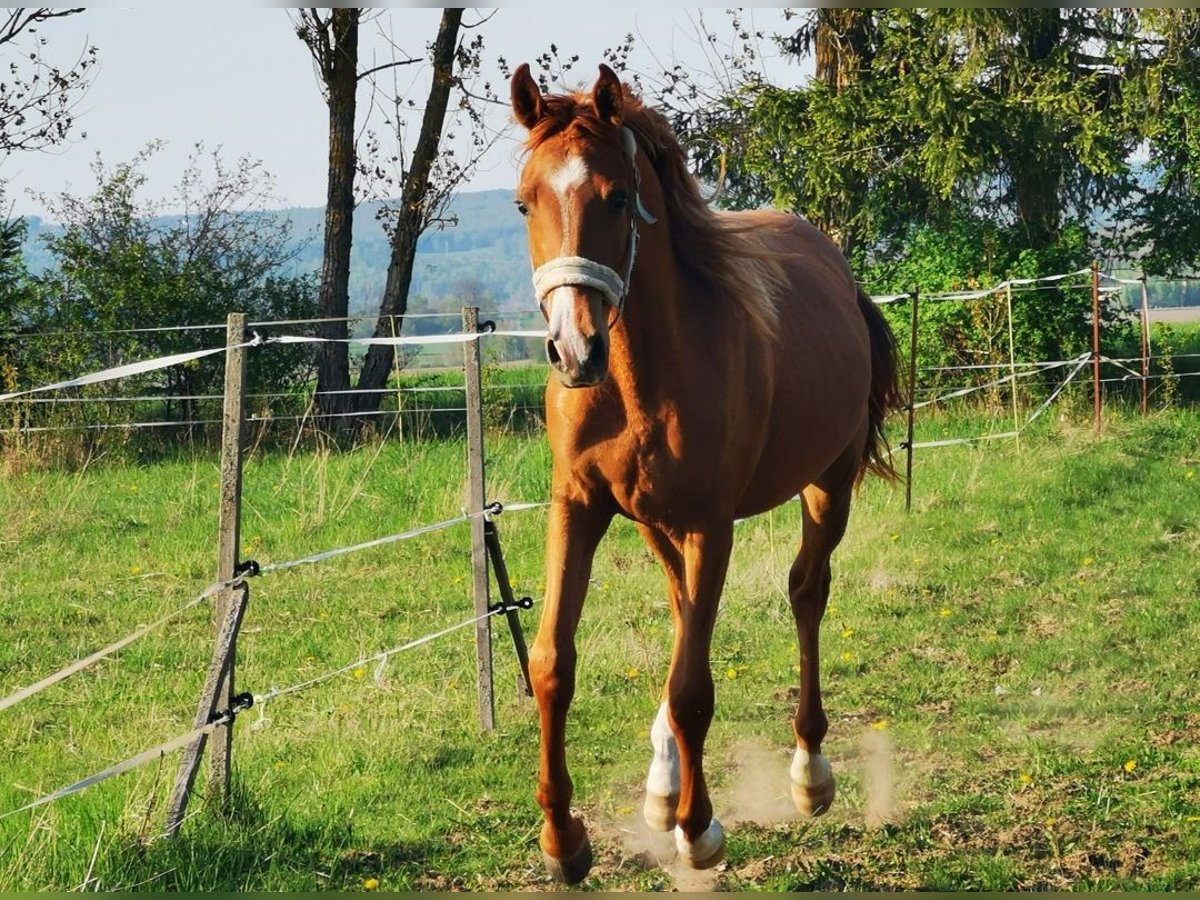 Vollblutaraber Wallach 2 Jahre 162 cm Fuchs in Harzgerode