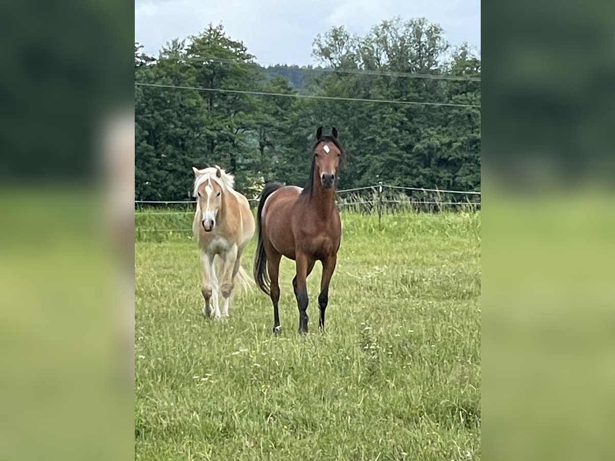 Vollblutaraber Wallach 3 Jahre 150 cm Brauner in Leutershausen