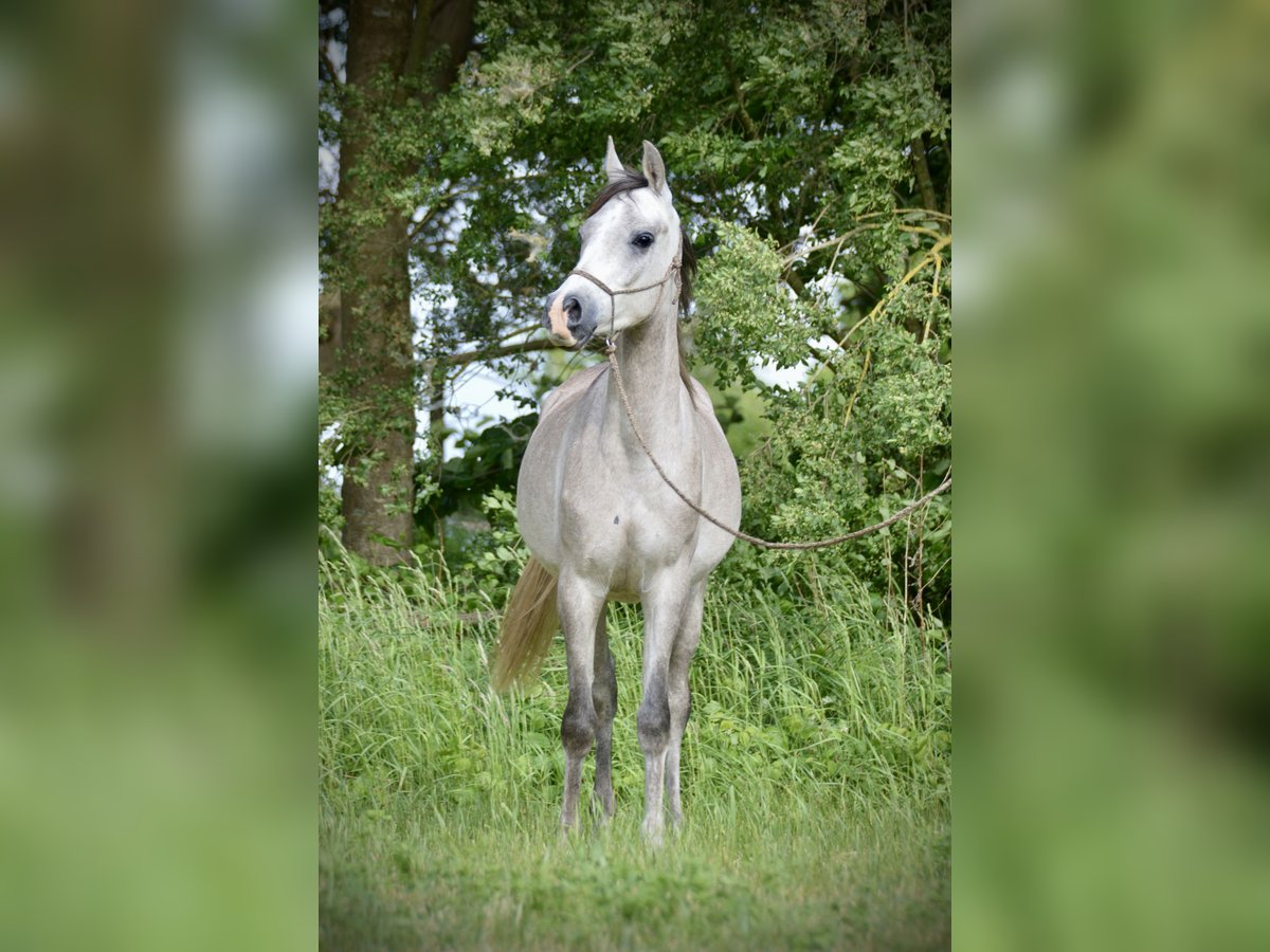 Vollblutaraber Wallach 3 Jahre 152 cm Schimmel in Meinersen