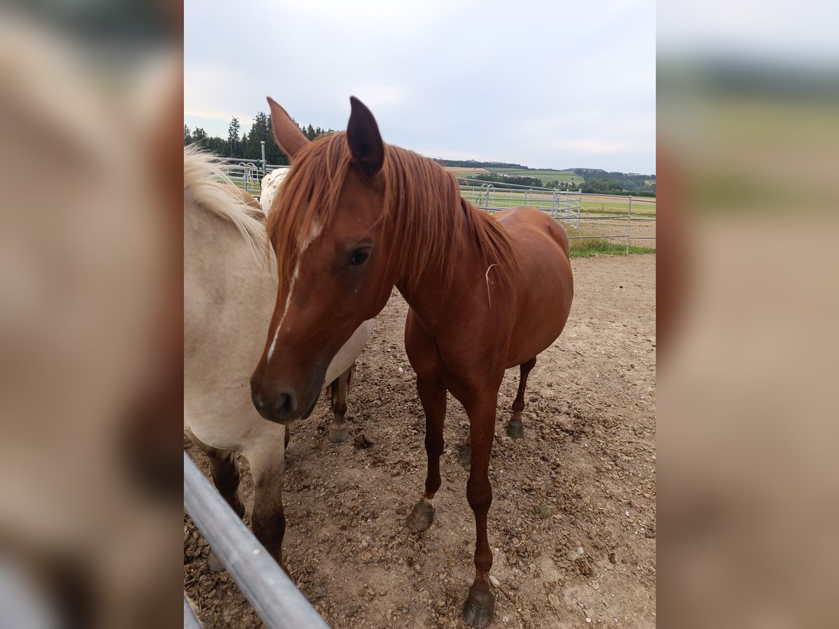 Vollblutaraber Wallach 4 Jahre 145 cm Fuchs in St. Martin