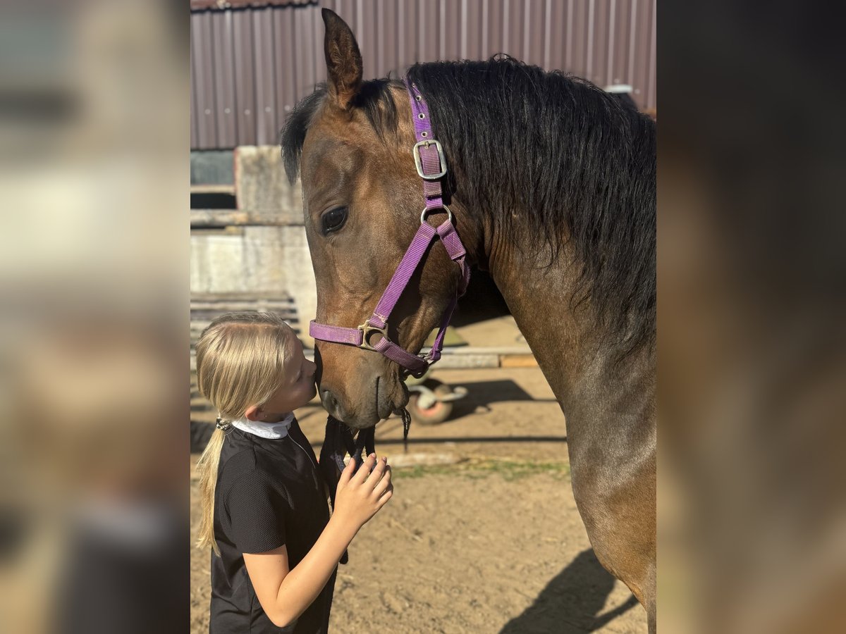 Vollblutaraber Wallach 4 Jahre 148 cm Dunkelbrauner in RosenbergRosenberg
