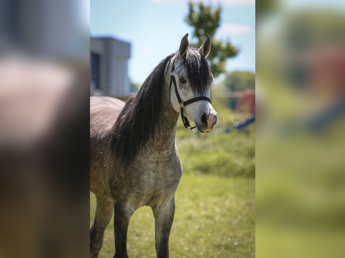 Vollblutaraber Wallach 4 Jahre 150 cm in Bergkamen