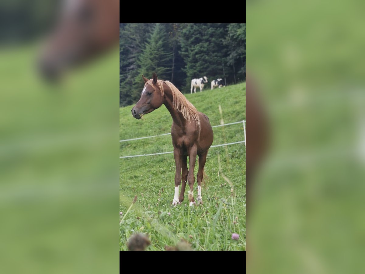 Vollblutaraber Wallach 4 Jahre 152 cm Dunkelfuchs in Sternenberg