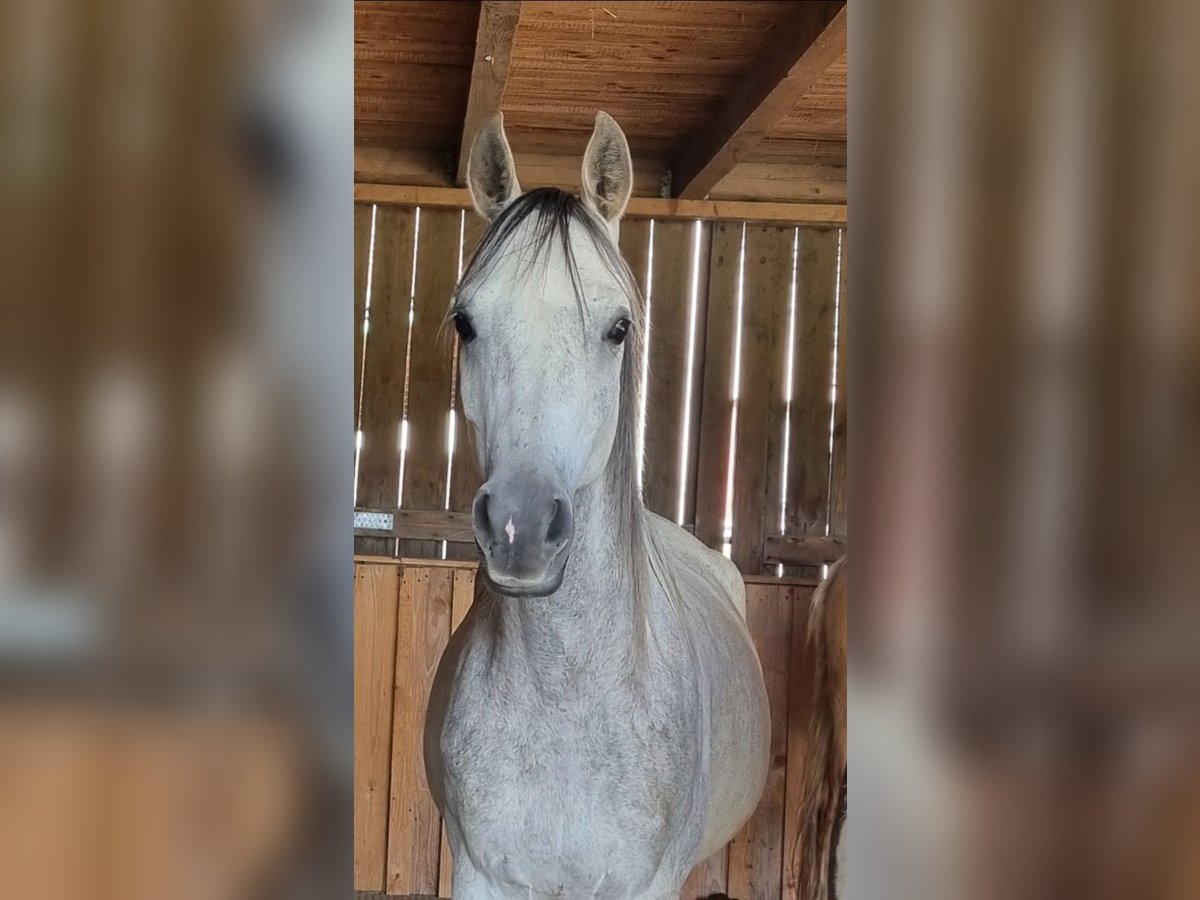 Vollblutaraber Wallach 4 Jahre 152 cm Schimmel in Hohenpolding
