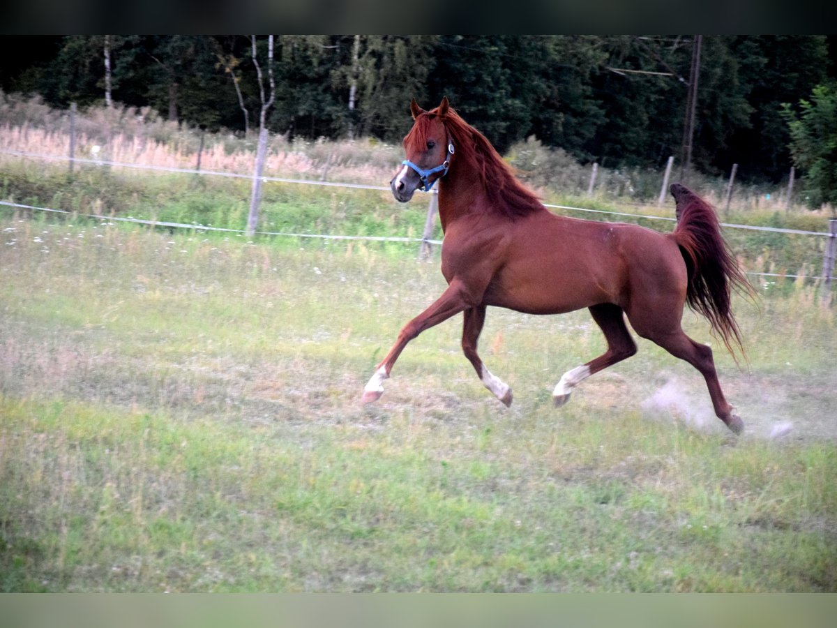 Vollblutaraber Wallach 5 Jahre 148 cm Dunkelfuchs in Tucz&#x119;py
