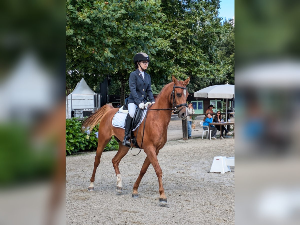 Vollblutaraber Wallach 5 Jahre 150 cm Rotfuchs in Ponte de Lima