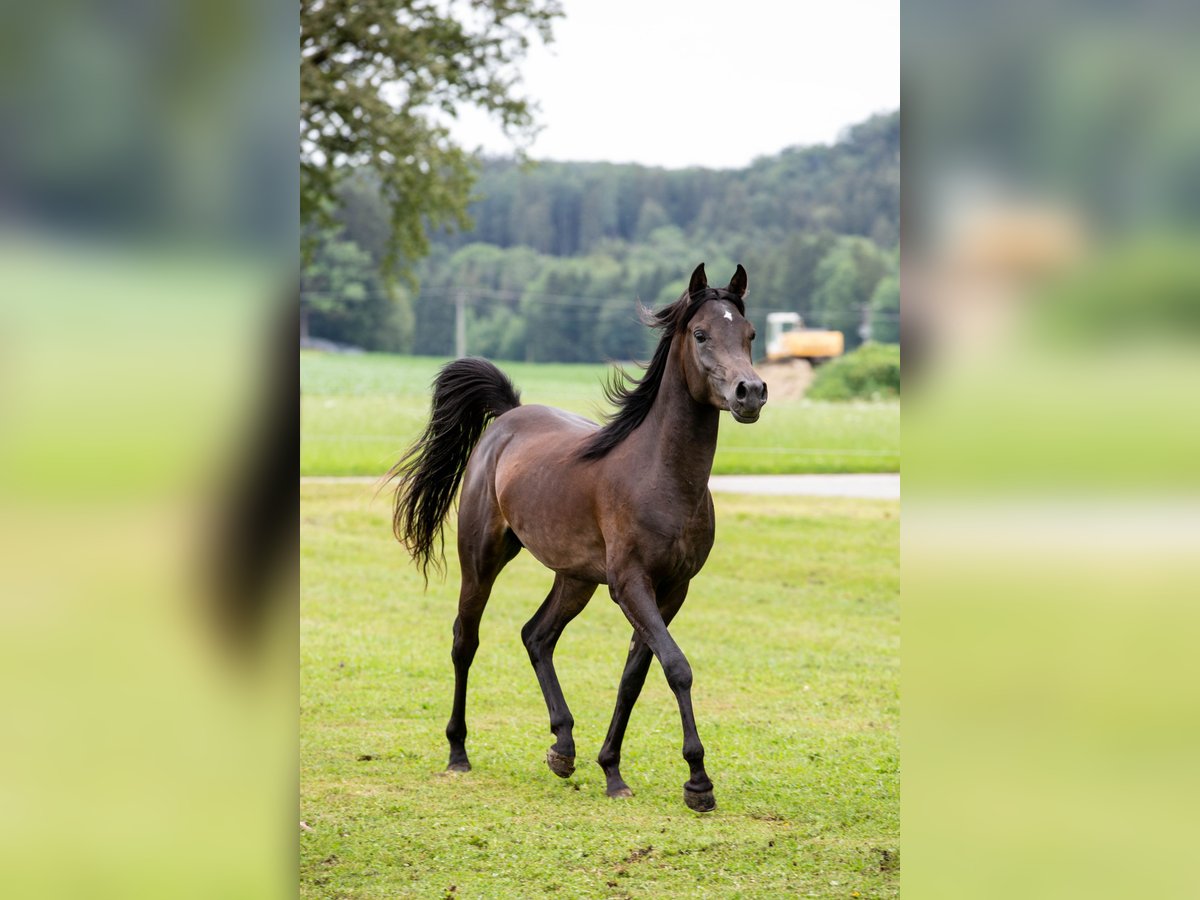 Vollblutaraber Wallach 5 Jahre 152 cm Rappe in Kirchansch&#xF6;ring
