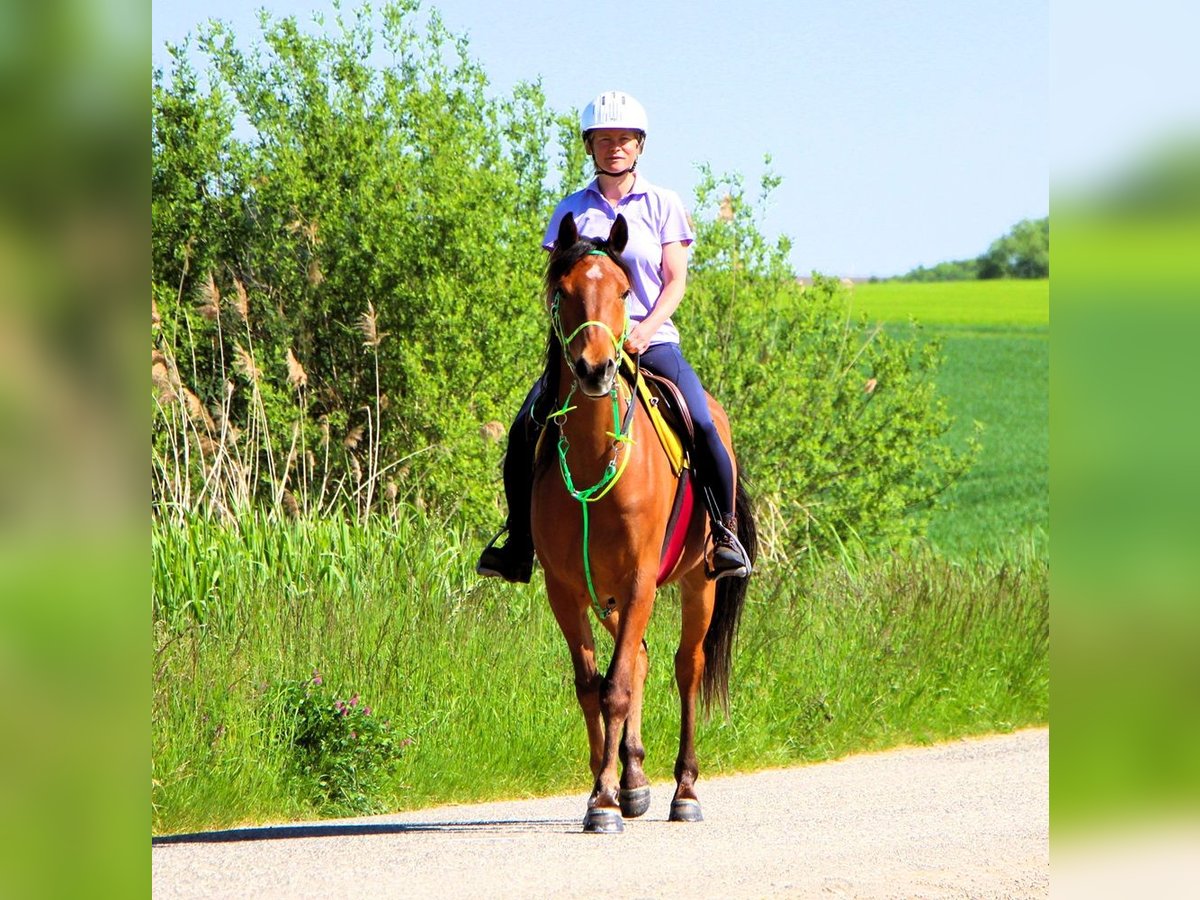 Vollblutaraber Wallach 5 Jahre 155 cm Brauner in Kehl
