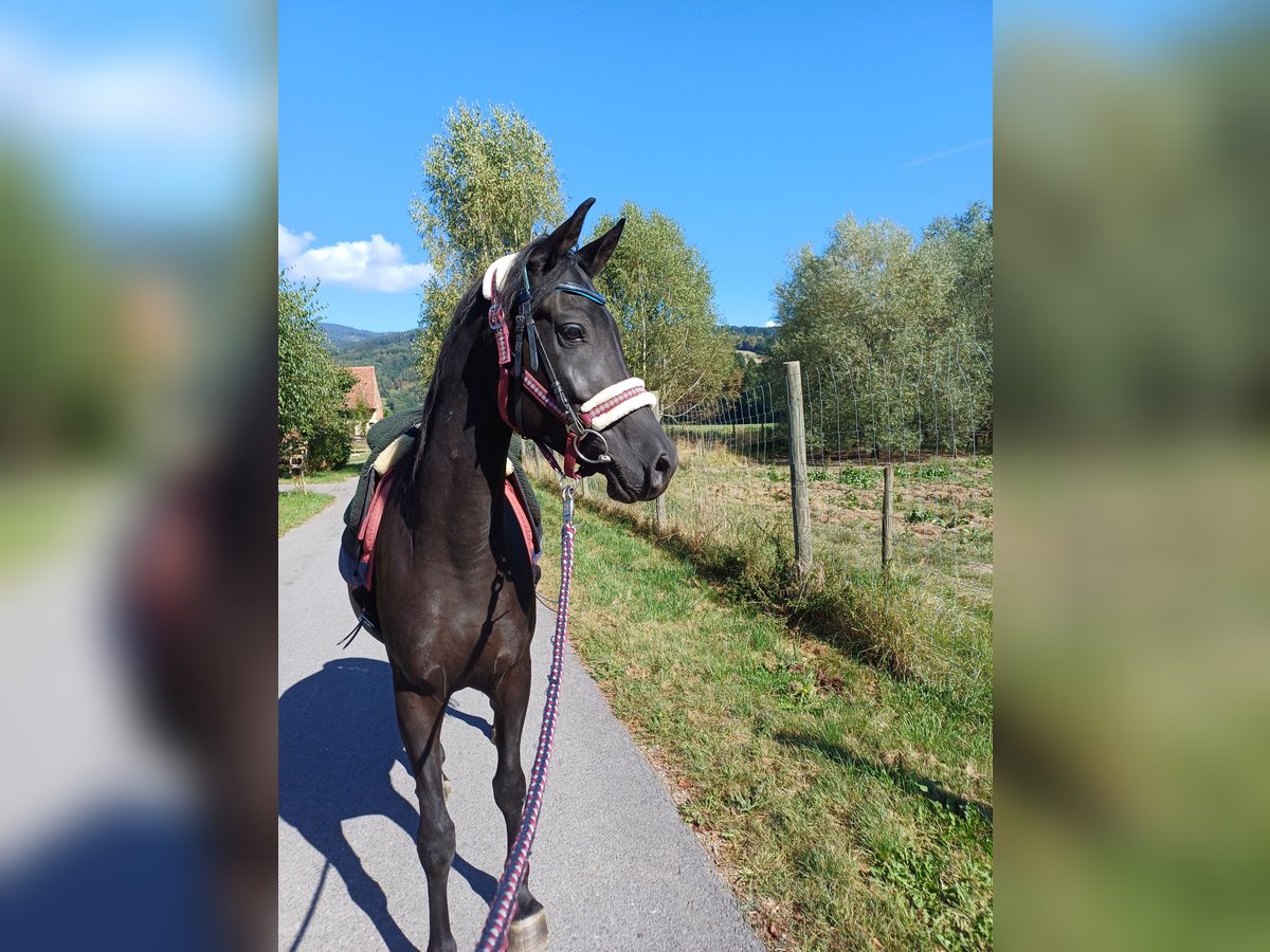 Vollblutaraber Wallach 6 Jahre 150 cm Rappe in Gschwendt