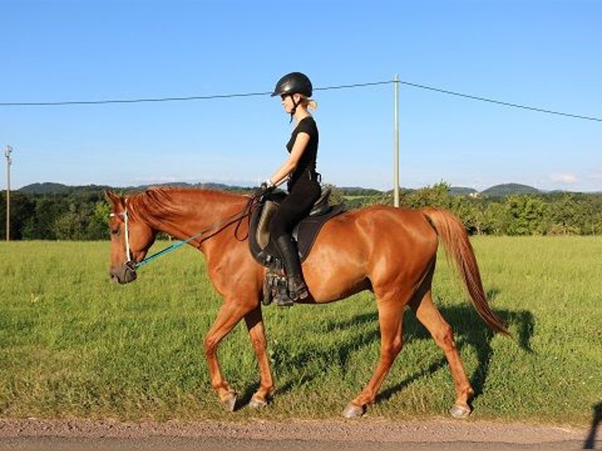 Vollblutaraber Wallach 6 Jahre 156 cm Fuchs in Freiamt