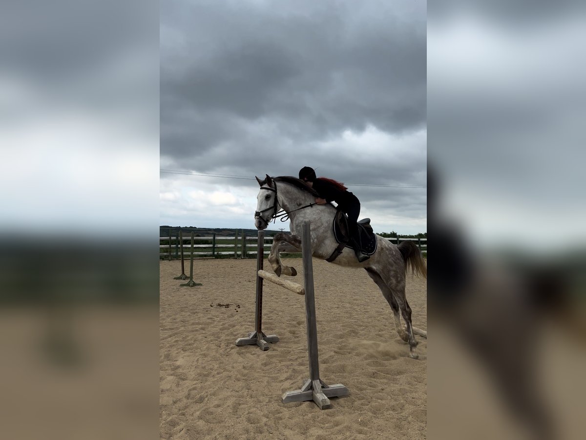 Vollblutaraber Wallach 6 Jahre 165 cm Apfelschimmel in tekirda&#x11F; &#xE7;orlu