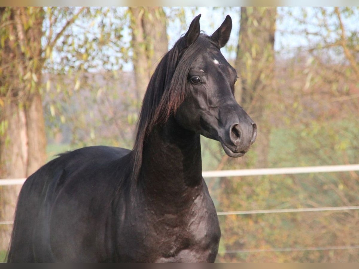 Vollblutaraber Wallach 7 Jahre 152 cm Rappe in Ocala