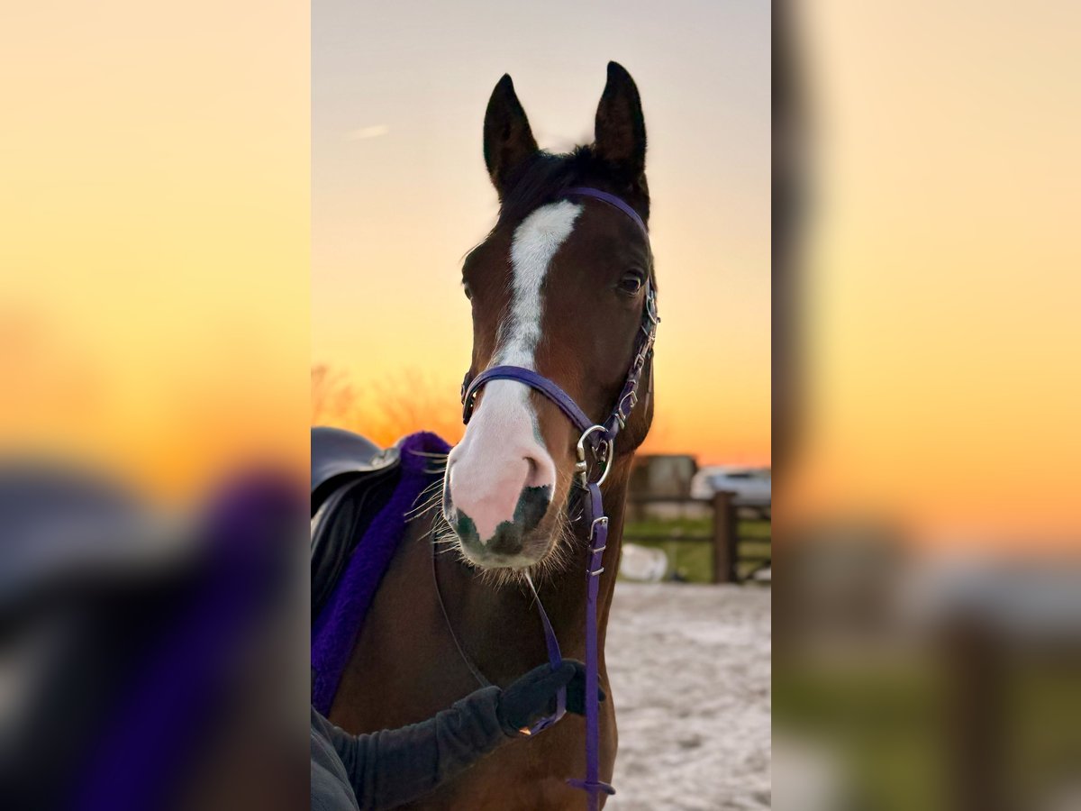 Vollblutaraber Wallach 7 Jahre 154 cm Brauner in Wangerland