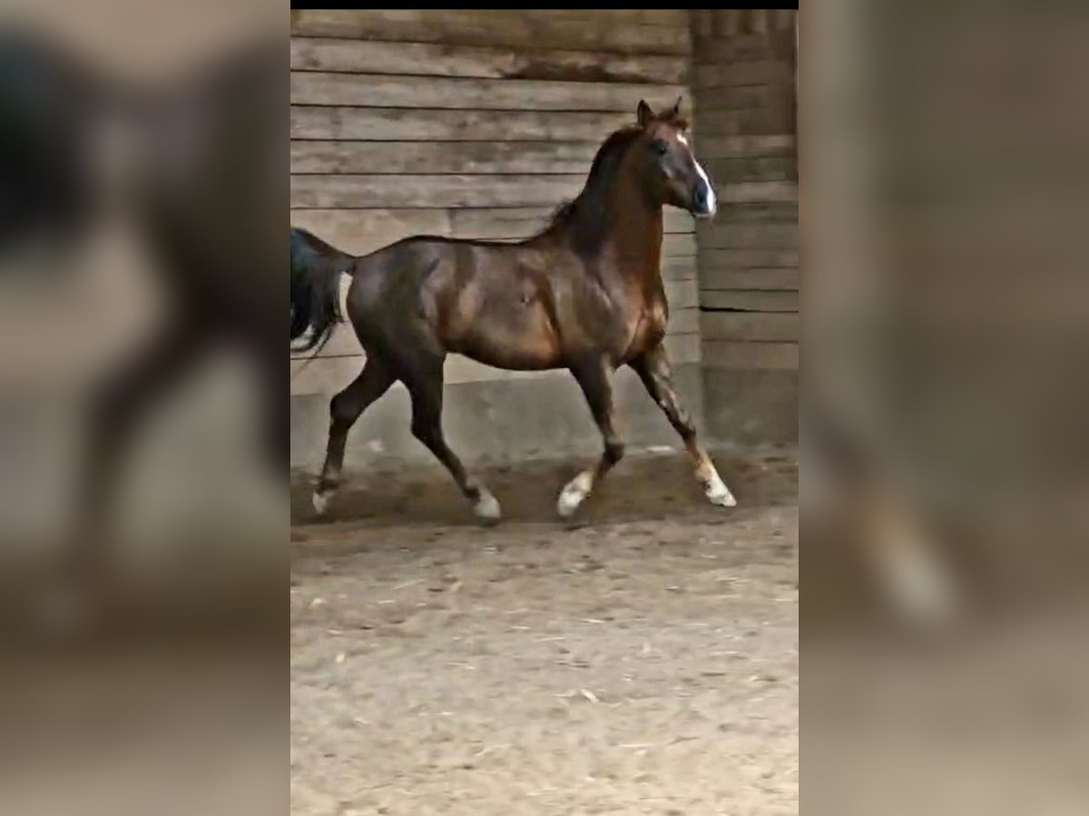 Vollblutaraber Wallach 8 Jahre 154 cm Dunkelfuchs in Eschede