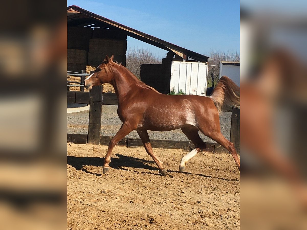 Vollblutaraber Wallach 8 Jahre 154 cm Dunkelfuchs in Sevilla