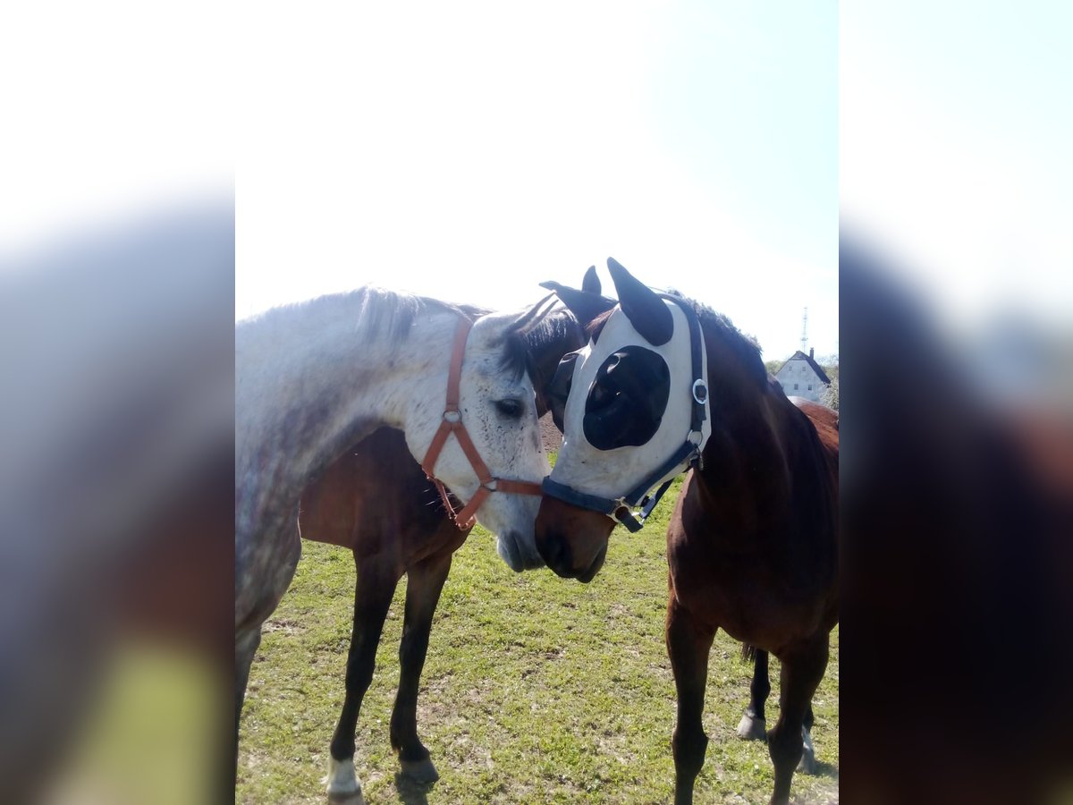 Vollblutaraber Mix Wallach 8 Jahre 157 cm Apfelschimmel in Wittgensdorf