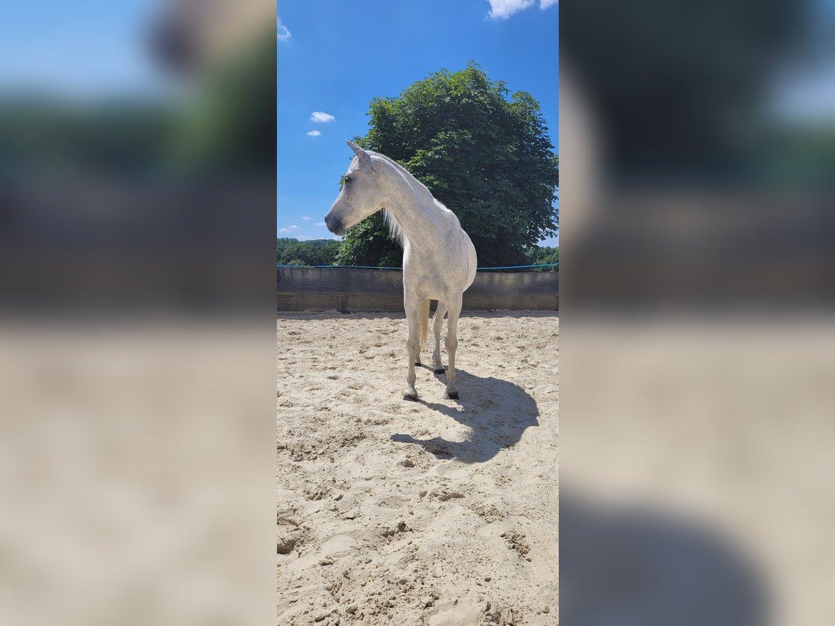 Vollblutaraber Wallach 9 Jahre 156 cm Fliegenschimmel in Essen