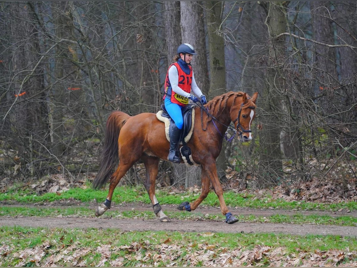 Vollblutaraber Wallach 9 Jahre 159 cm Fuchs in Uddel