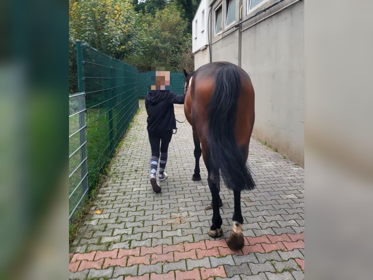 W 15 suche eine Reitbeteiligung/Pflegebeteiligung in meiner Nähe 