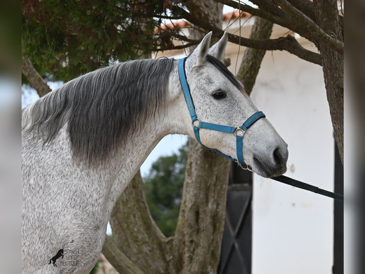 Warlander Caballo castrado 18 años 154 cm Tordo in Menorca