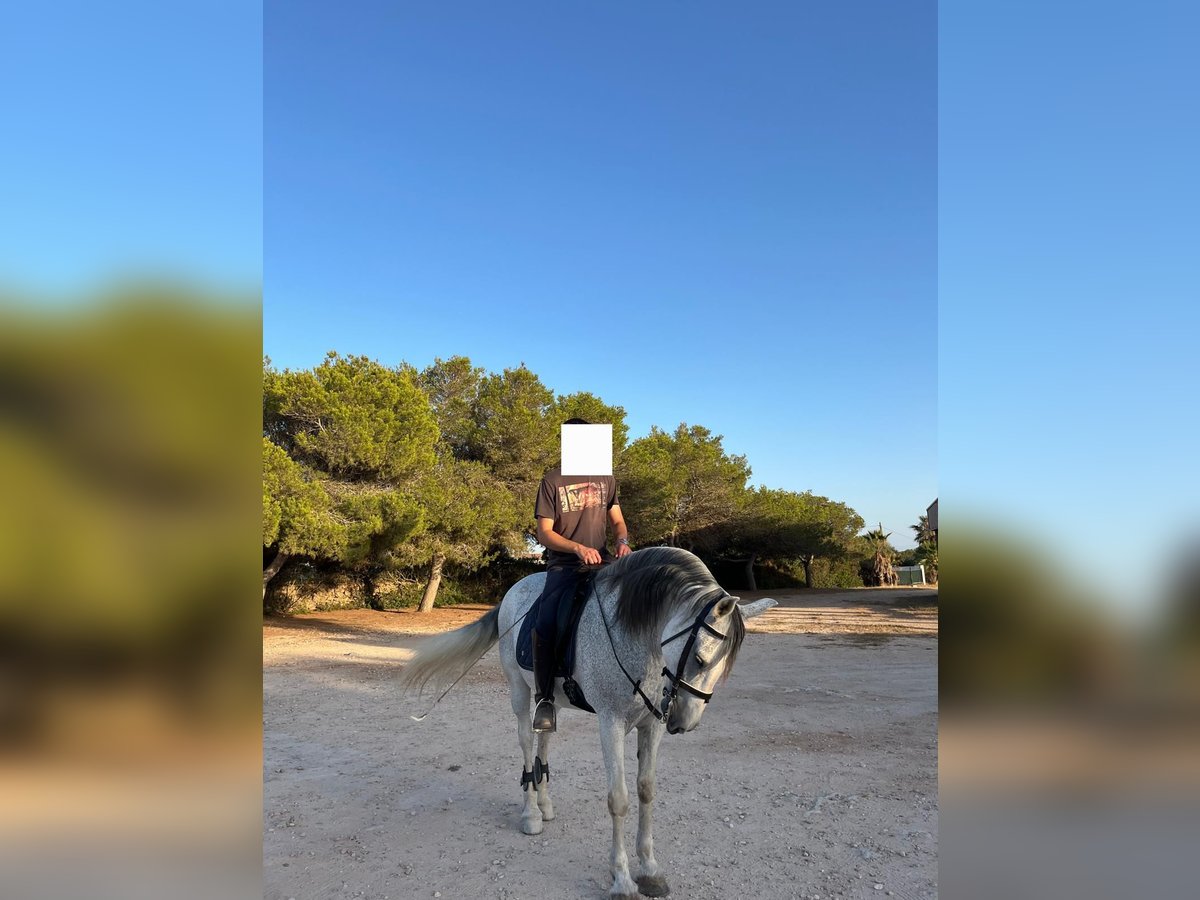 Warlander Mix Gelding 17 years 15,2 hh Gray-Fleabitten in Ciutadella De Menorca