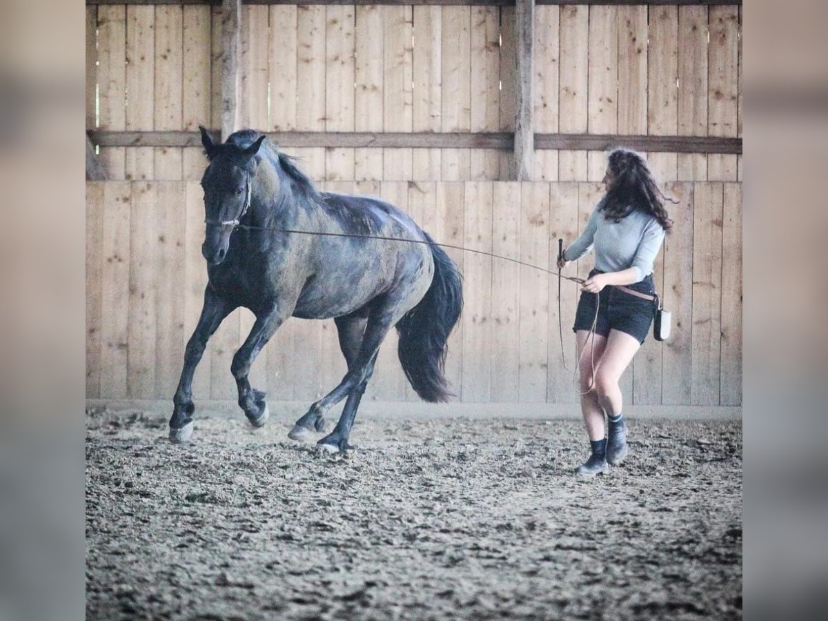 Warlander Gelding 5 years 15,2 hh Black in Coswig